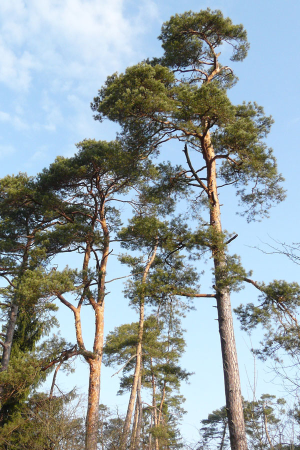 Föhre – Pinus Silvestris